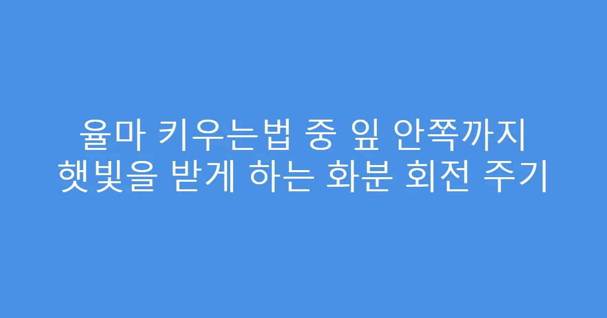 율마 키우는법 중 잎 안쪽까지 햇빛을 받게 하는 화분 회전 주기