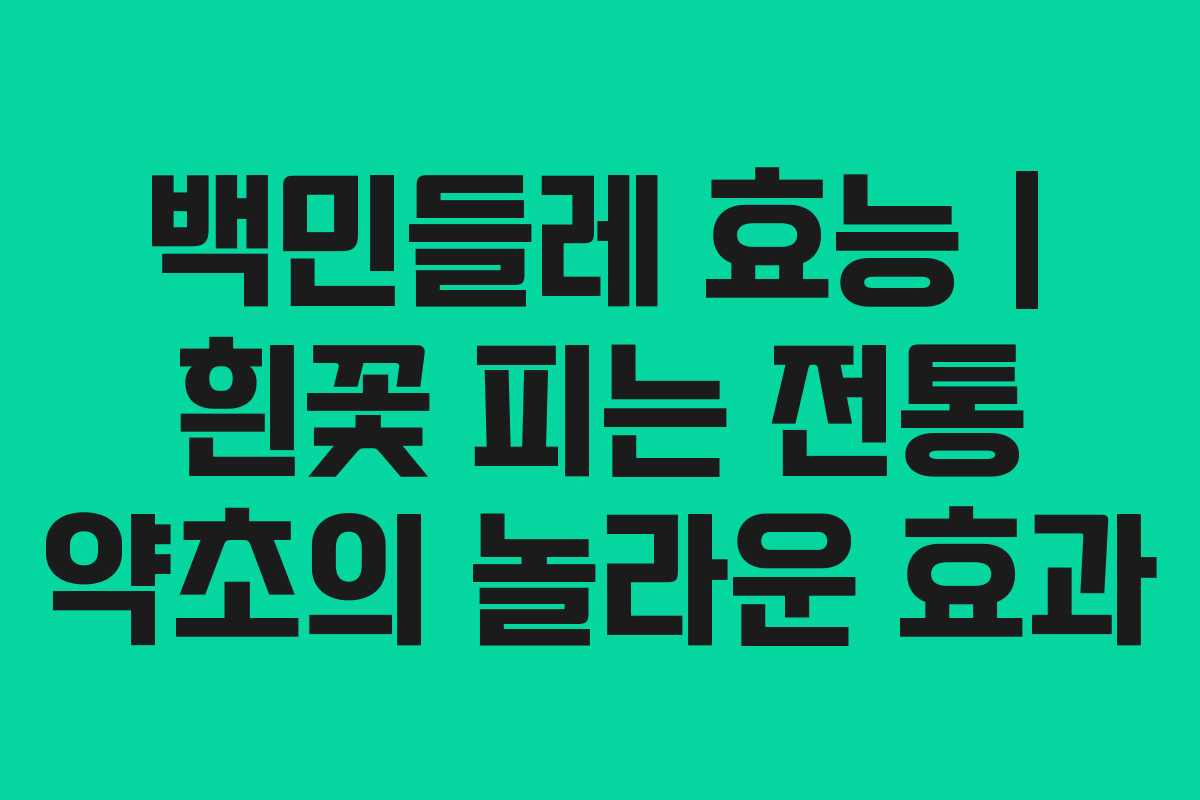 백민들레 효능 | 흰꽃 피는 전통 약초의 놀라운 효과