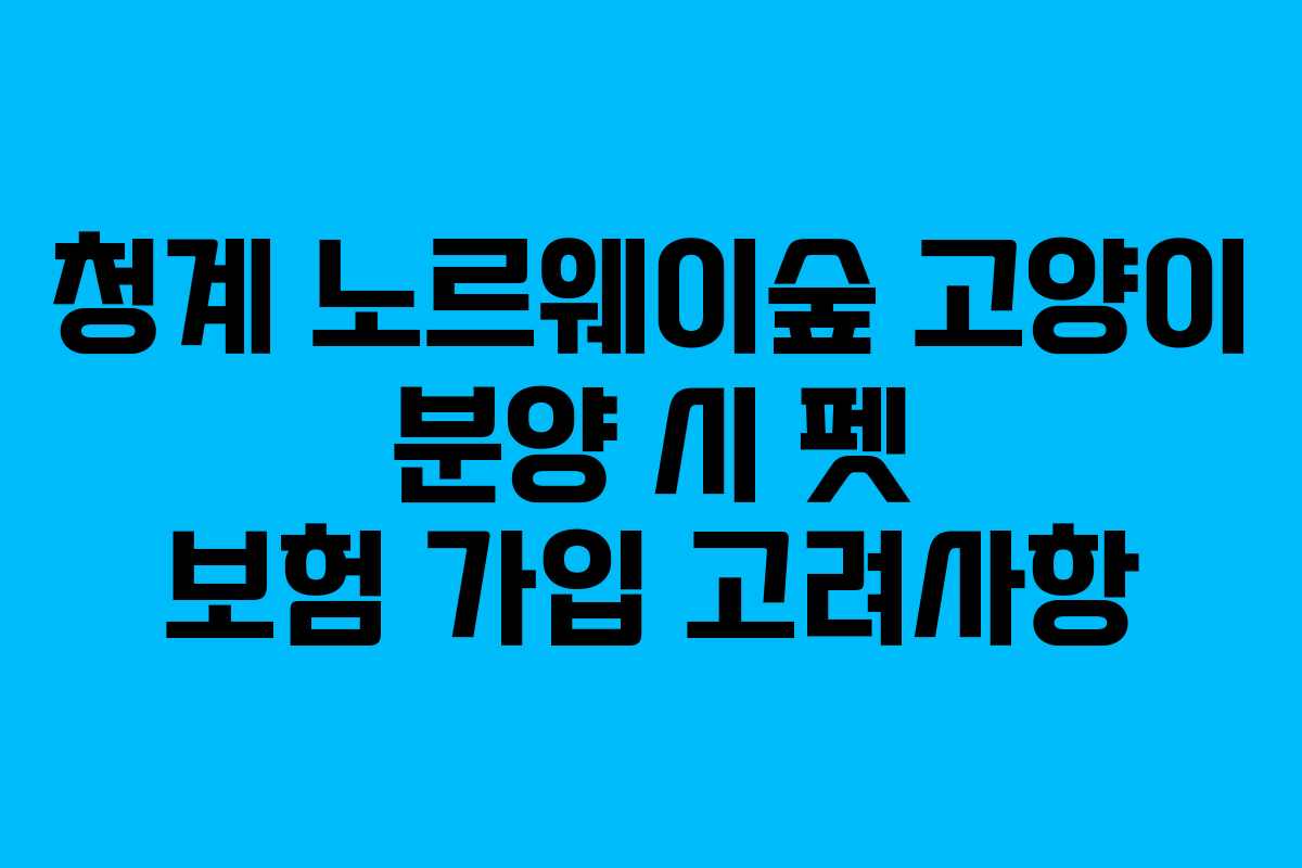 청계-노르웨이숲-고양이-분양-시-펫-보험-가입-고려사항